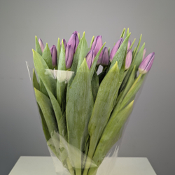 Пачка Сиреневых Тюльпанов (25 шт.)