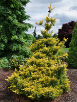 Сосна мелкоцветковая Голдилокс