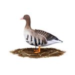 Комплект чучел Белолобый (10шт) S-XPE B622-3D "North Way"