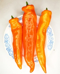 Перец Сладкий Оранжевый Клык Динозавра - Orange Fang of the Dinosaur