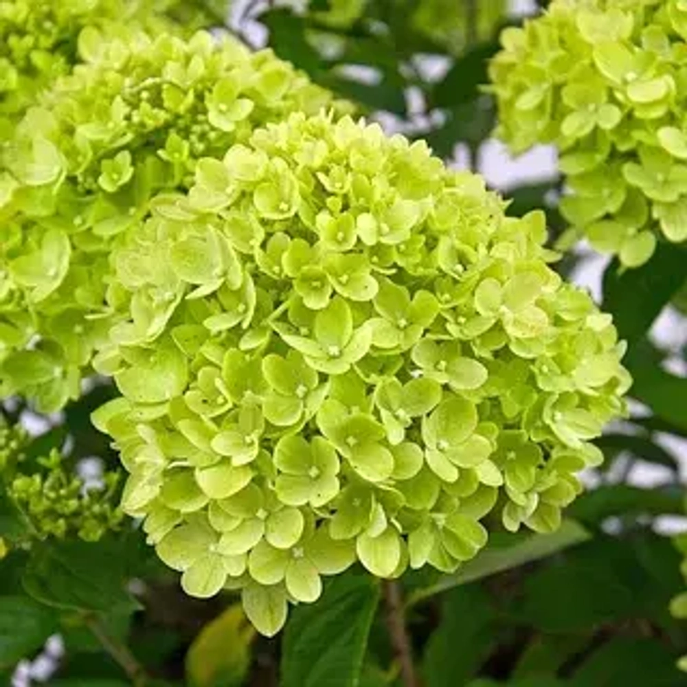 Гортензия метельчатая "Little Lime"
