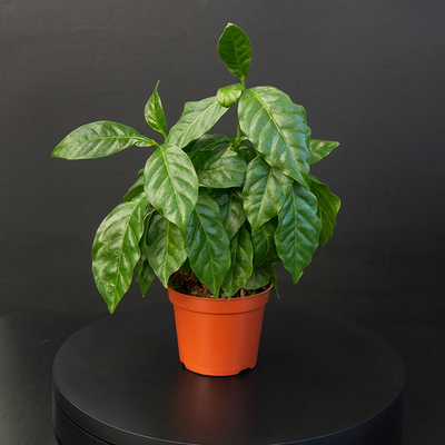 Кофейное дерево (Coffea arabica)