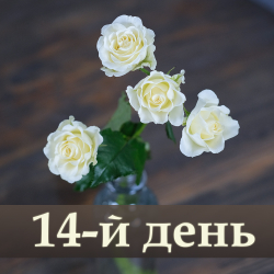 Розы кустовые белые Vanilla от 5шт