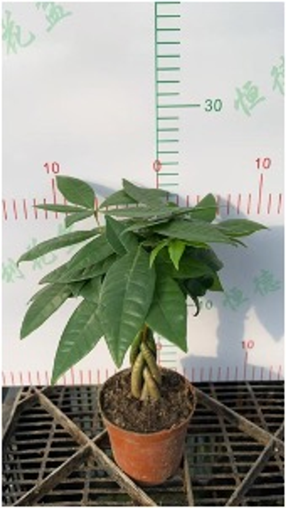 Пахира Five-Branch пять стволов д.