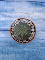 Euphorbia Obesa (Эуфорбия)