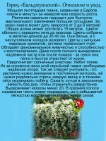 Горец Бальдужанский мощная лиана