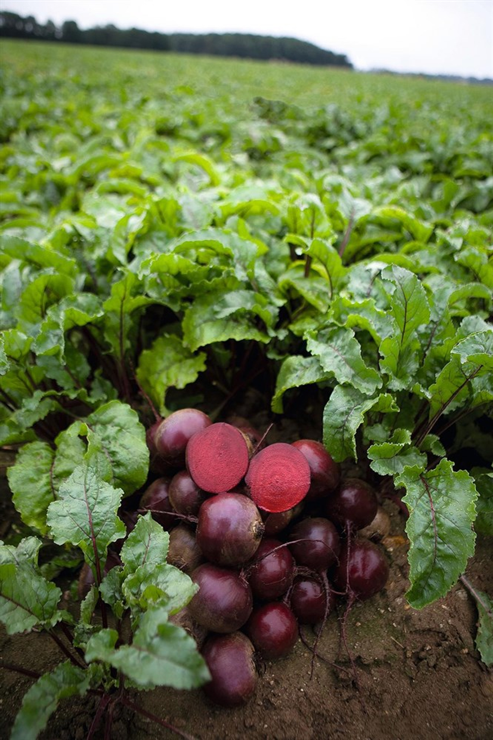 Экшен F1 семена свеклы (Bejo / Бейо)