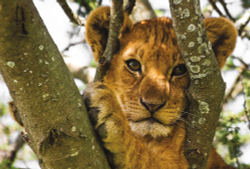 Коллекция Животные