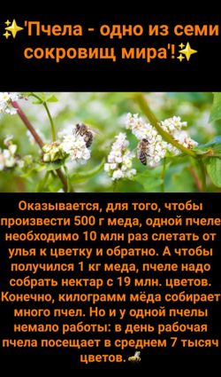 Мед Гречишный натуральный Алтайский край, 2.800 кг., урожай 2024 года.