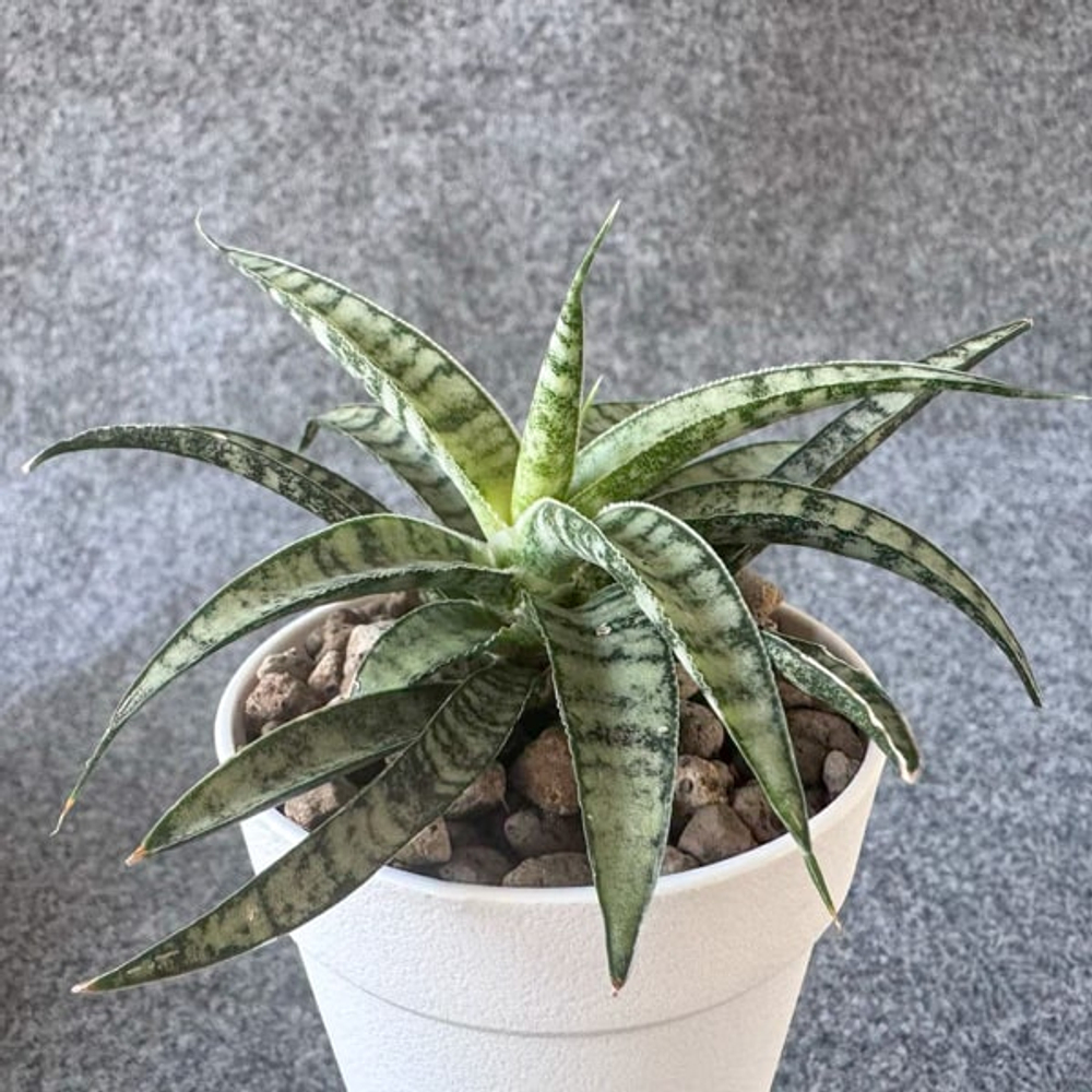 Сансевиерия SKINNARY