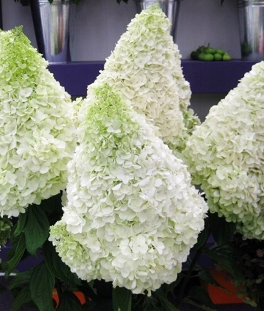 Гортензия метельчатая Полар Бир (3/4 ветки) Закупка М59 апрель 2026