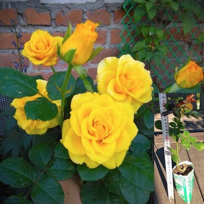 Роза Керио чайно-гибридная, саженец с ЗКС.