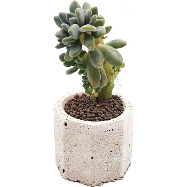 Суккулент Пахиверия Шейдекери Кристата