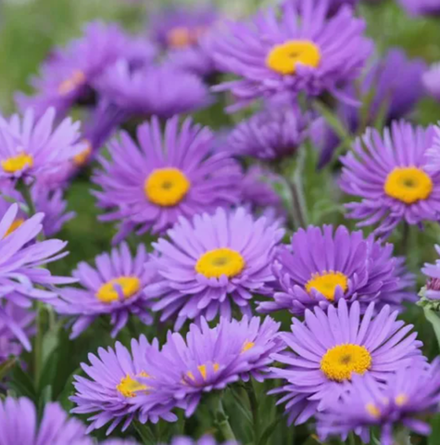 Астра альпийская Данке Шон в контейнере 0,5 май