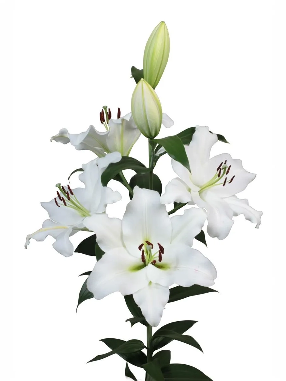 Лилия Петакас (ОТ-гибрид)