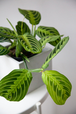 маранта лемон лайм стильное неприхотливое растение