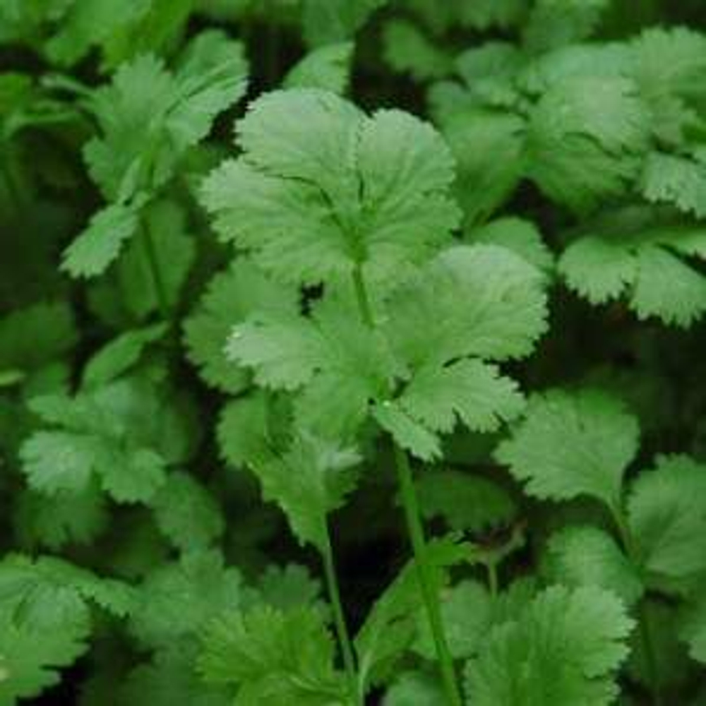 Санто семена кориандра (Sakata / Саката)