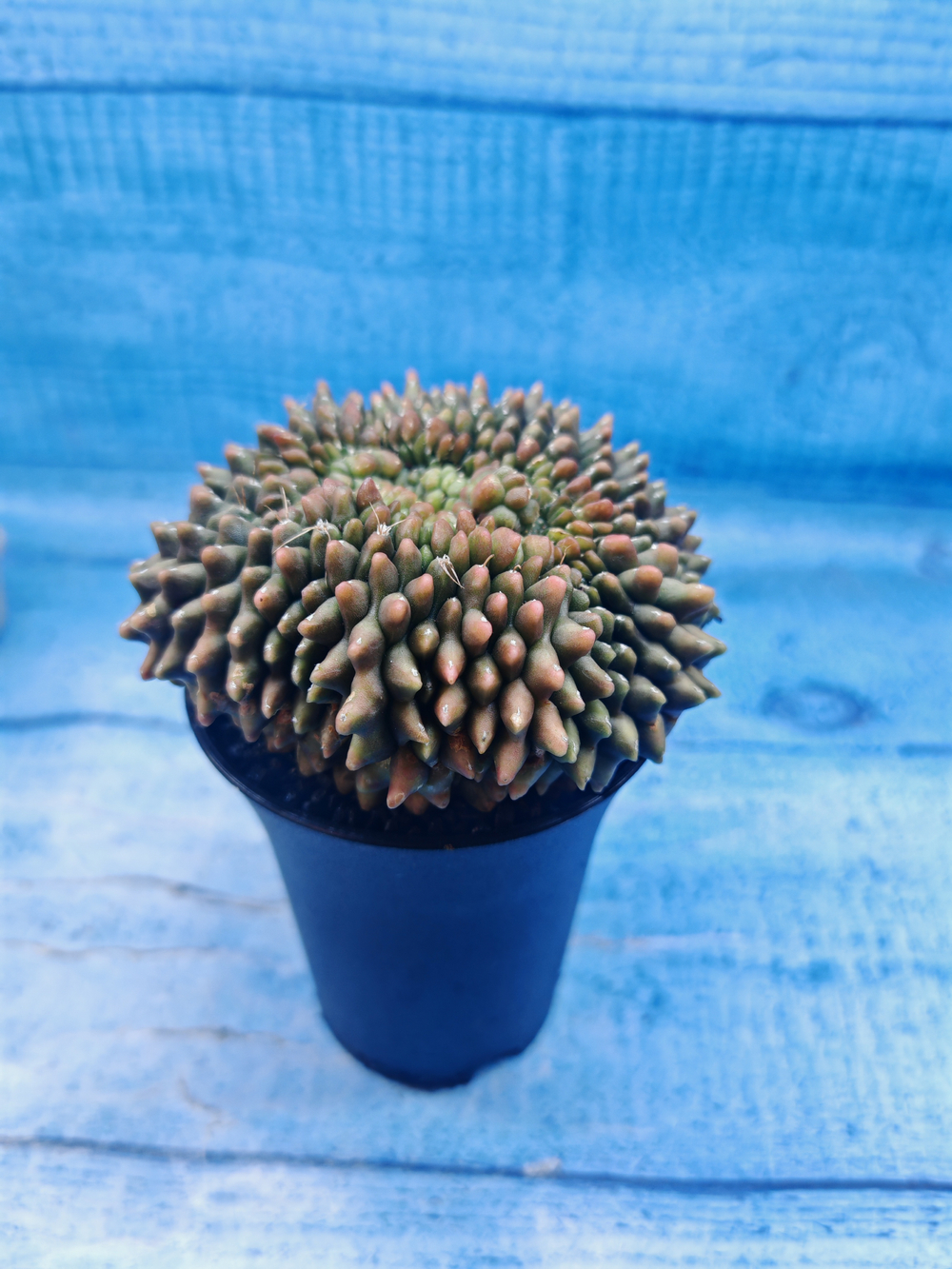 Gymnocalycium Spineless Crested form (Гимнокалициум)