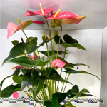 Антуриум Андре MAINE