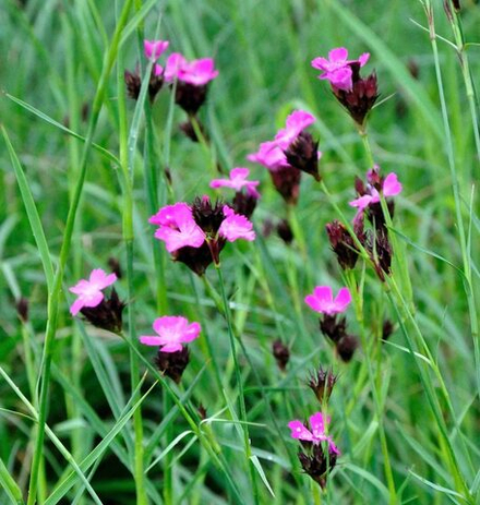 Гвоздика картузианская. Dianthus carthusianorum.