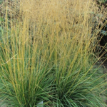 Щучка дернистая Голдтау С2