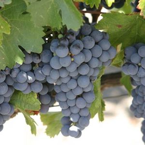 Мальбек (англ. Malbec, фр. Côt) - чёрный сорт винограда