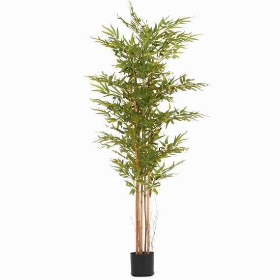 Бамбук высота 175 см