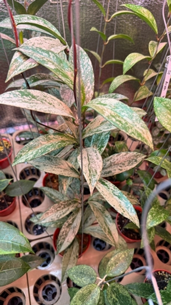 Хойи на выставке FLOII в Джакарте, Индонезия. Октябрь 2025