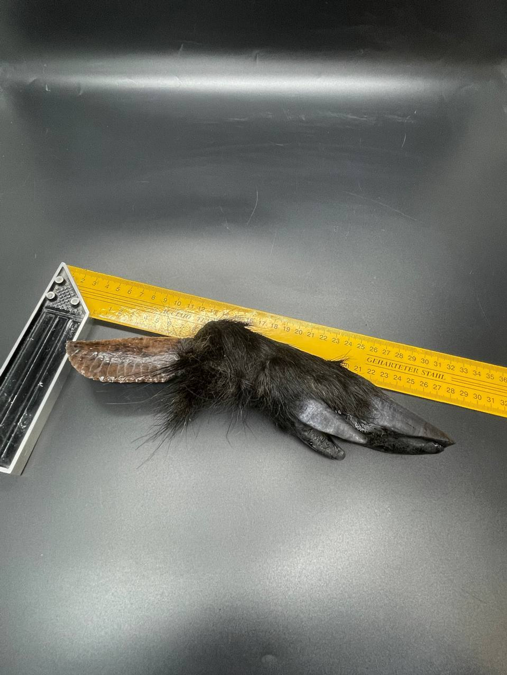 Обсидиановый нож с рукоятью копыта вепря 28 см