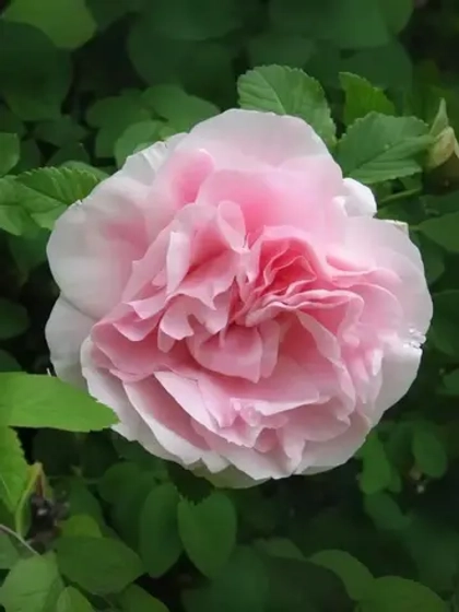 Роза канадская Мартин Фробишер