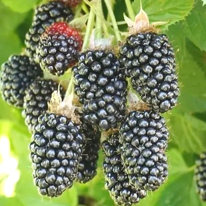 Ежевика Халс Бьюти