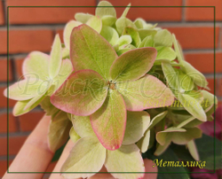 Гортензия метельчатая Металлика (Hydrangea paniculata `Metalica`)