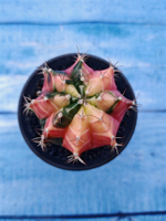 Gymnocalycium Variegata (Гимнокалициум Вариегатный)