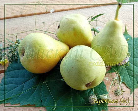 Груша Заречная (Компактная)