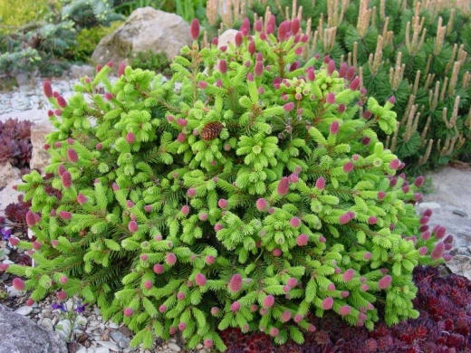 Ель обыкновенная Пуш Р9 10-15см Закупка М62 апрель-май 2026