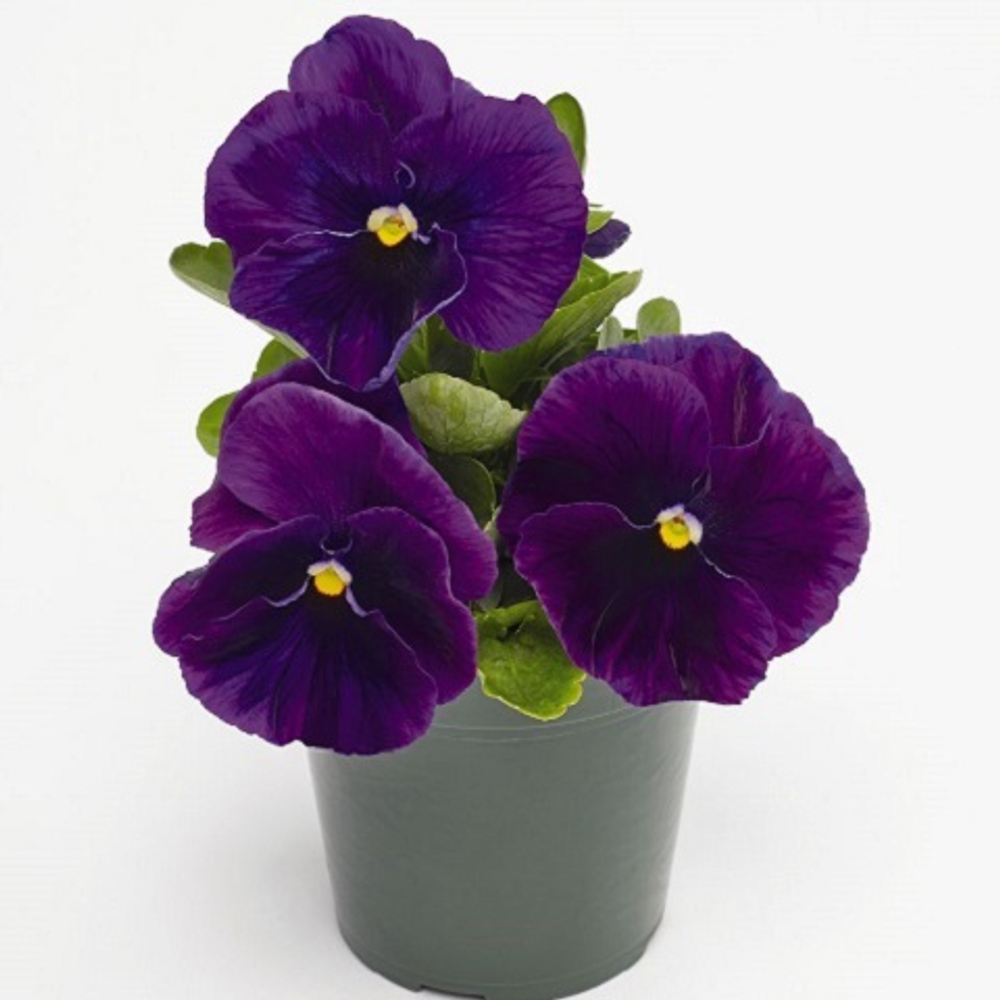 Виола виттрока Inspire Plus F1, violet 6шт