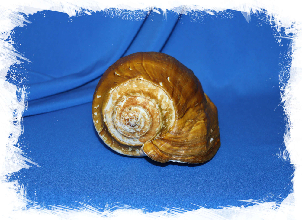 Стромбус Галеатус (Titanostrombus galeatus) 21 см.