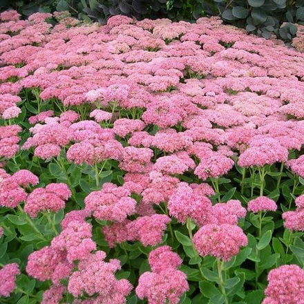 Седум видный "Бриллиант". Sedum spectabile "Brilliant".