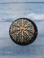 Astrophytum Asterias (Астрофитум)