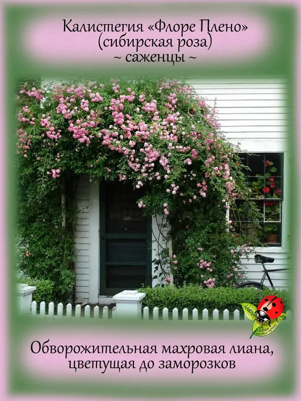 Калистегия Флора Плено сибирская роза