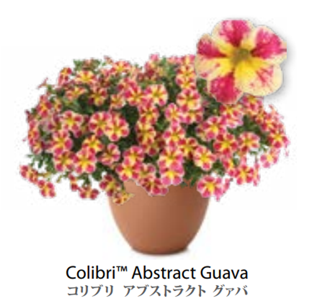 ЕВРО неукор Калибрахоа COLIBRI Abstract Guava НЕукоренный черенок (срезы) 10шт НОЯБРЬ поставка 3