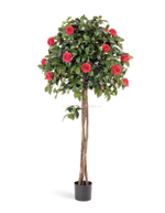 Камелия на штамбе тёмно-розовая