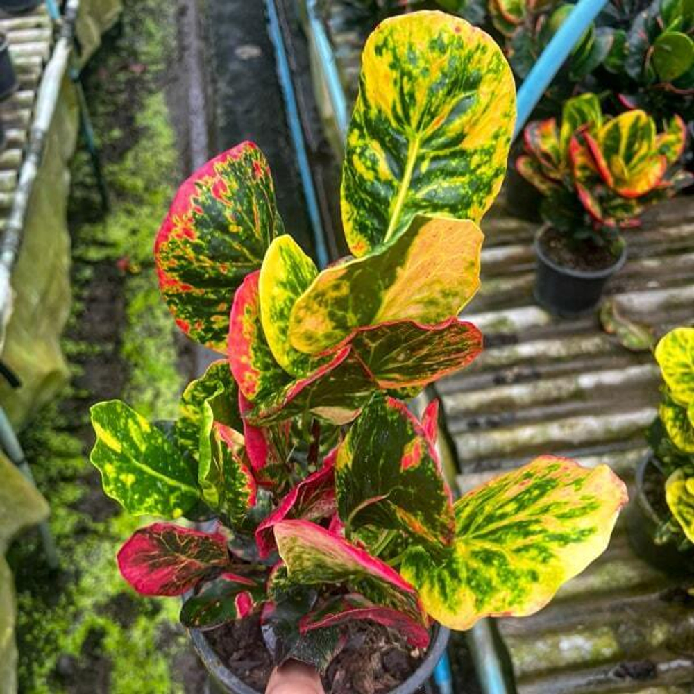 Кротон SRI THINNAGON