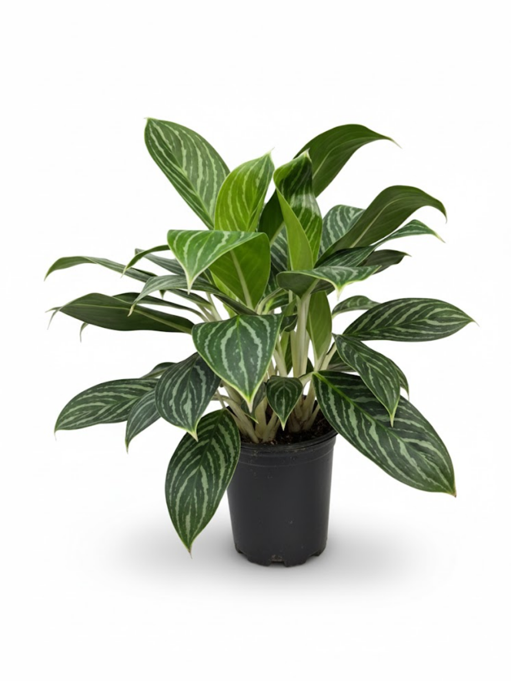 Диффенбахия white snow princess д.16