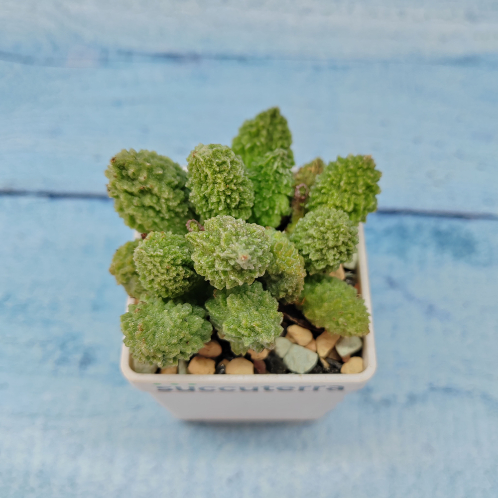 Adromischus Marianiae Lime Drops (Адромискус)