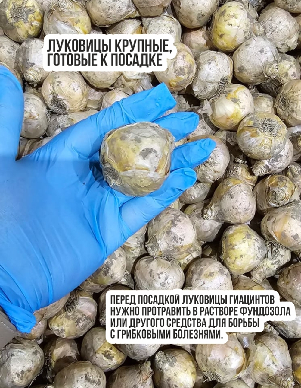 Гиацинт Луковицы, Уайт Перл, 3шт