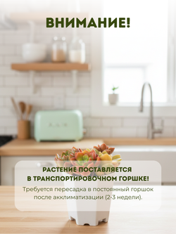 Суккулент микс д. 7