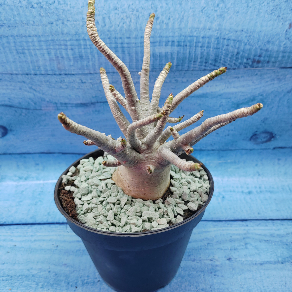 Adenium Baobab (Адениум)