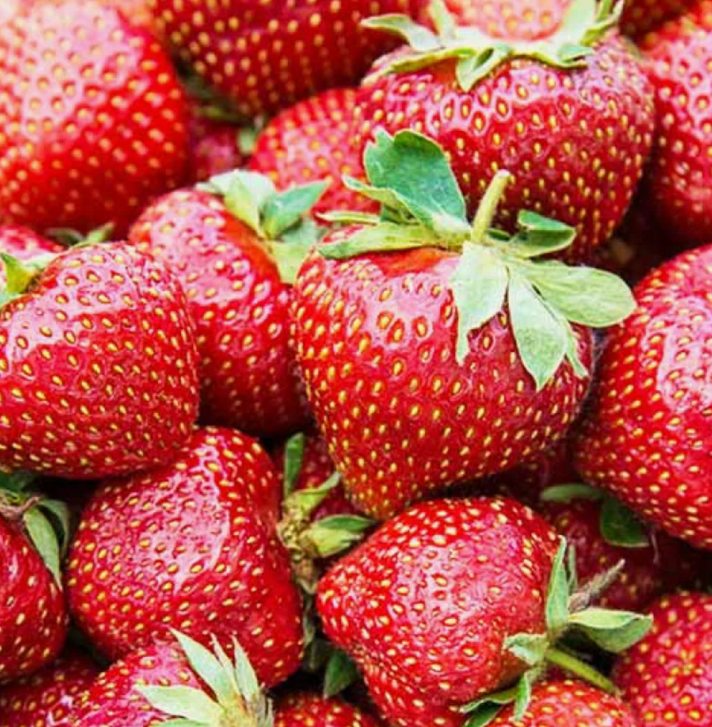 Клубника Фейт рассада меристема