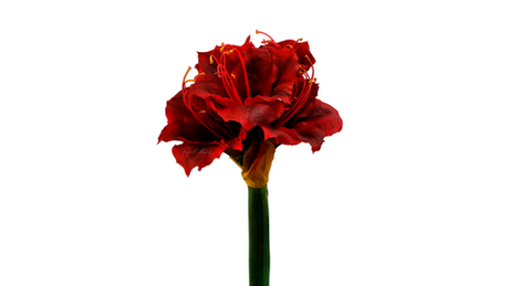 Амариллис Гигант - Красный